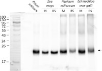 Cyt b6 / PetB | Thylakoid membrane cytochrome b6 protein, N terminal in the group Antibodies Plant/Algal / Photosynthesis / Electron transfer at Agrisera AB (Antibodies for research) (AS18 4169)